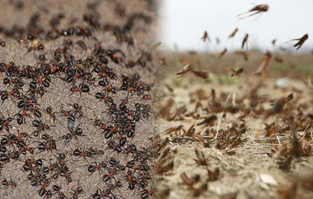Gdzie jest inwazja mrówek? Inwazja mrówek po inwazji konika polnego