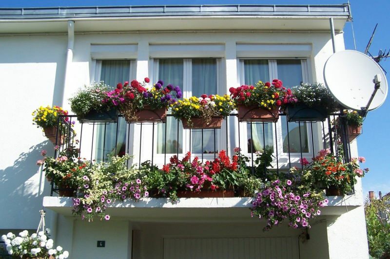 Propozycje dekoracji balkonów na miesiące wiosenne! Wiosenne nazwy kwiatów niedźwiedzia