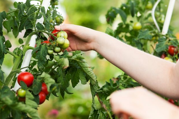 Jak schudnąć jedząc pomidory? 3 kg diety pomidorów
