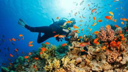 4 specjalne trasy do nurkowania pod wodą! najpiękniejsze miejsca do nurkowania w Turcji