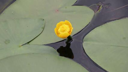 Kara do 160 tysięcy lirów dla zerwania lilii wodnych w Bolu