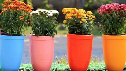 Jak zapobiegać muchom w kwiatach doniczkowych? Praktyczna metoda zapobiegania muchom kwiatowym..