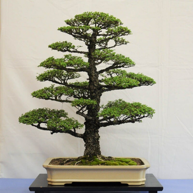 jak wyhodować drzewko bonsai