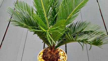 Jak wyhodować palmę?
