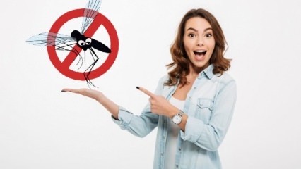 Co zrobiono, aby zapobiec przedostawaniu się much do domu? Metody odstraszania much ...