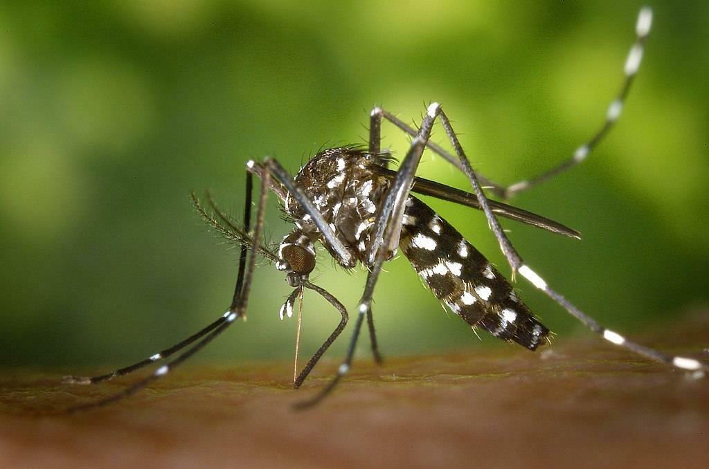 Komar Aedes